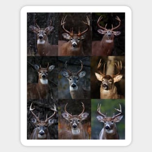 Group of nine - White-tailed Deer Sticker